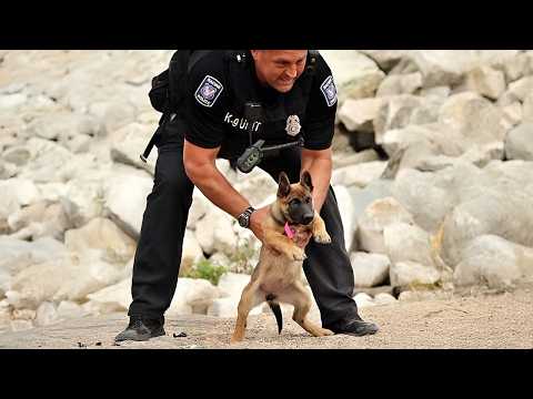 Le premier jour de travail d'un chien k9 ! Vidéos drôles de chiens
