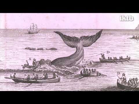 IKTB Ikusi eta Ikasi Donostiako Aquarium-a Balea