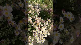 Download lagu Ditch the pincushion mums, these will bloom every year! #chrysanthemumflower  #fallgarden mp3 Download lagu Ditch the pincushion mums, these will bloom every year! #chrysanthemumflower  #fallgarden mp3
