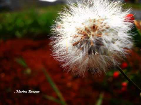 O amado - Walmir Alencar
