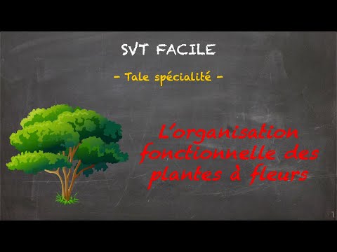 SVT FACILE - Tale spé. - L'organisation fonctionnelle des plantes à fleurs