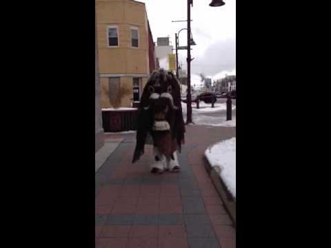 Musk Ox invades Ames