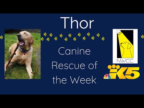 Thor, an adoptable Labrador Retriever in Tacoma, WA_image-1