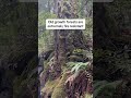 Old Growth Forest Botany - The Tallest Old Growth Douglas Fir Trees In The World Left After Logging