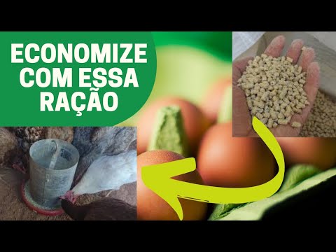 Qual ração de postura é melhor? peletizada\granulada ou triturada?  | RAÇÃO CCPR | Avemaster