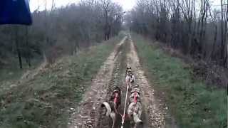 preview picture of video 'Entraînement Trottinette Sherpa Evo 3 chiens sur l'Aventure du Rail'