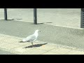 Seagull Eating Pizza