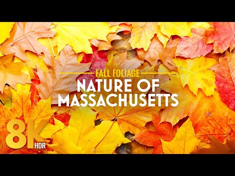 Peaceful Autumn Forest in The Berkshires 8K HDR | Fall Colors, Massachusetts Forest & ASMR Ambience