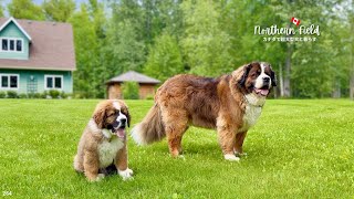 超大型犬パピー・デッカーの成長記｜6月の霜、クマ、そしてビーバー