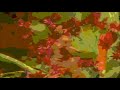 Roly Mo Show Intro 2017 Official Clip
