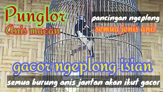 Download lagu Burung Anis Macan Atau Punglor || gacor ngeplong isian mantap //Masteran semua jenis anis mp3
