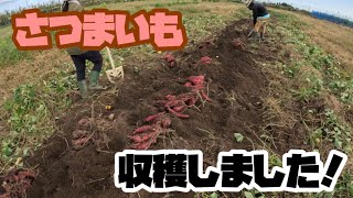 【収穫】さつまいも収穫しました！【盈科】
