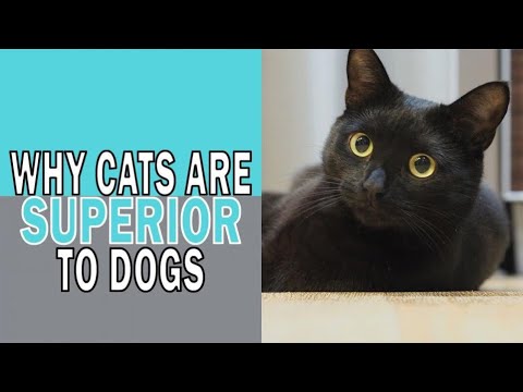 Top 10 reasons why ~cats~ are far SUPERIOR to dogs