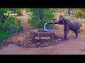 Bicholiya Jeth Ji Animals Funny Dubbing Video Rj Stomar Dubs
