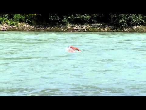 Abkühlung in der Etsch bei Auer