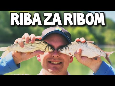 Rijeka Sava- brzi proljetni grizevi na feeder!🔵