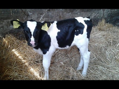 Codzienne obowiązki młodego rolnika odc 1