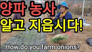 양파 농사 제대로 알고 짓자! How do you farm onions?