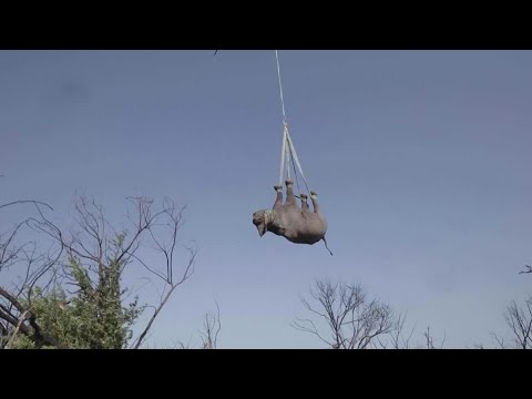 瀕危黑犀牛從南非遷至莫三鼻克 | REUTERS (Endangered black rhinos moved to Mozambique from South Africa | REUTERS)