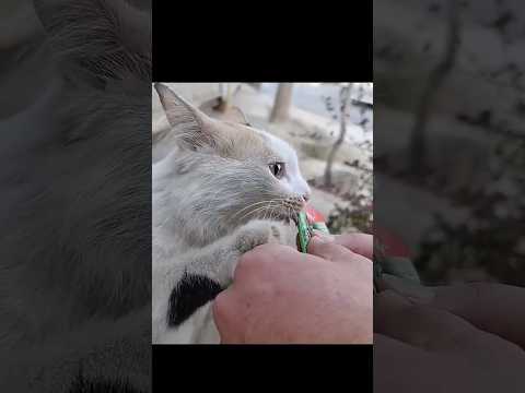 This street cat's name is Nasim. #shorts #cat #cute