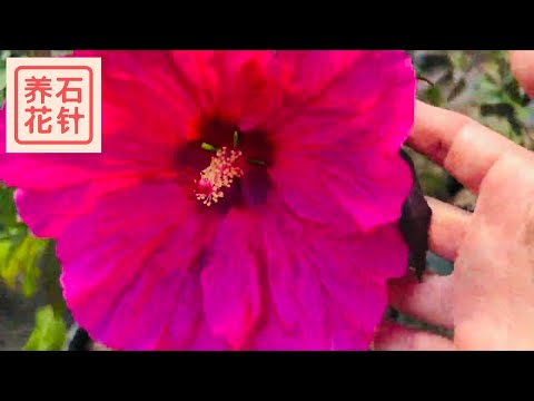 扶桑花顏色花語
