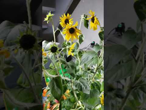 Part of a video titled How To Prune Reblooming Sunflowers - YouTube