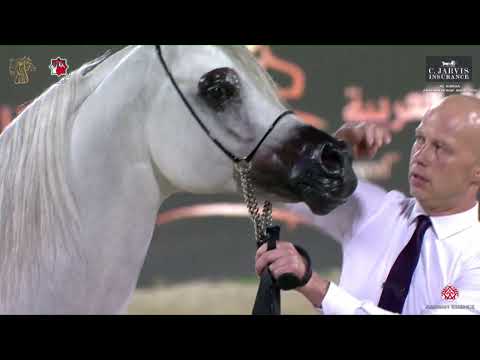 N 263 QOTOB AL SHAQAB   Al Shiraa International Arabian Horse Show 2023   Stallions 4+ Years Old Cla