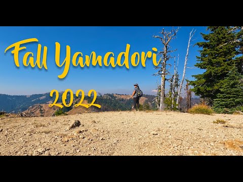 Yamadori in Washington State - The Hunt for Bonsai in the mountains
