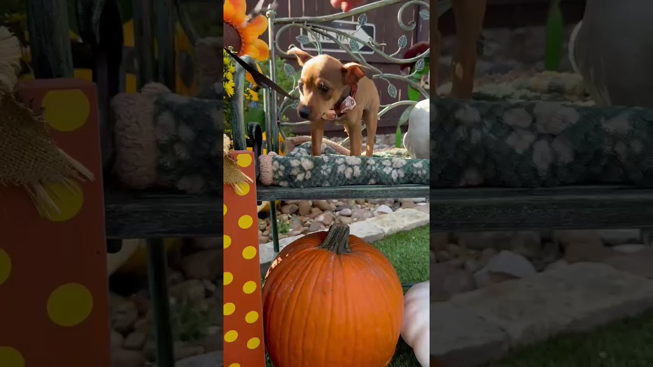 Enlarge Rosie, a Adoptable mixed breed in Canton, MA video 2/5
