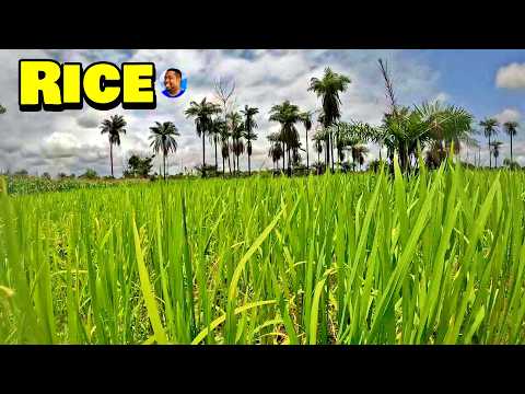 TRIPLE-A RICE, MAIZE & SWEET POTATO PLANTATION - 🇸🇱 Episode 10 - Farming In Sierra Leone