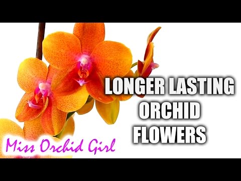, title : 'How to make Orchid blooms last longer'