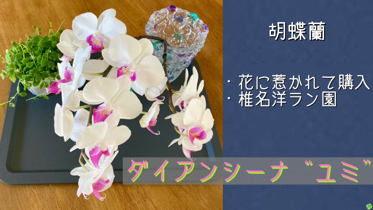 2026年3月30日　胡蝶蘭《ダイアンシーナ“ユミ”》　魅力的な花に惹かれて購入🪴　根っこが凄い！　めっちゃ強健種　椎名洋ラン園