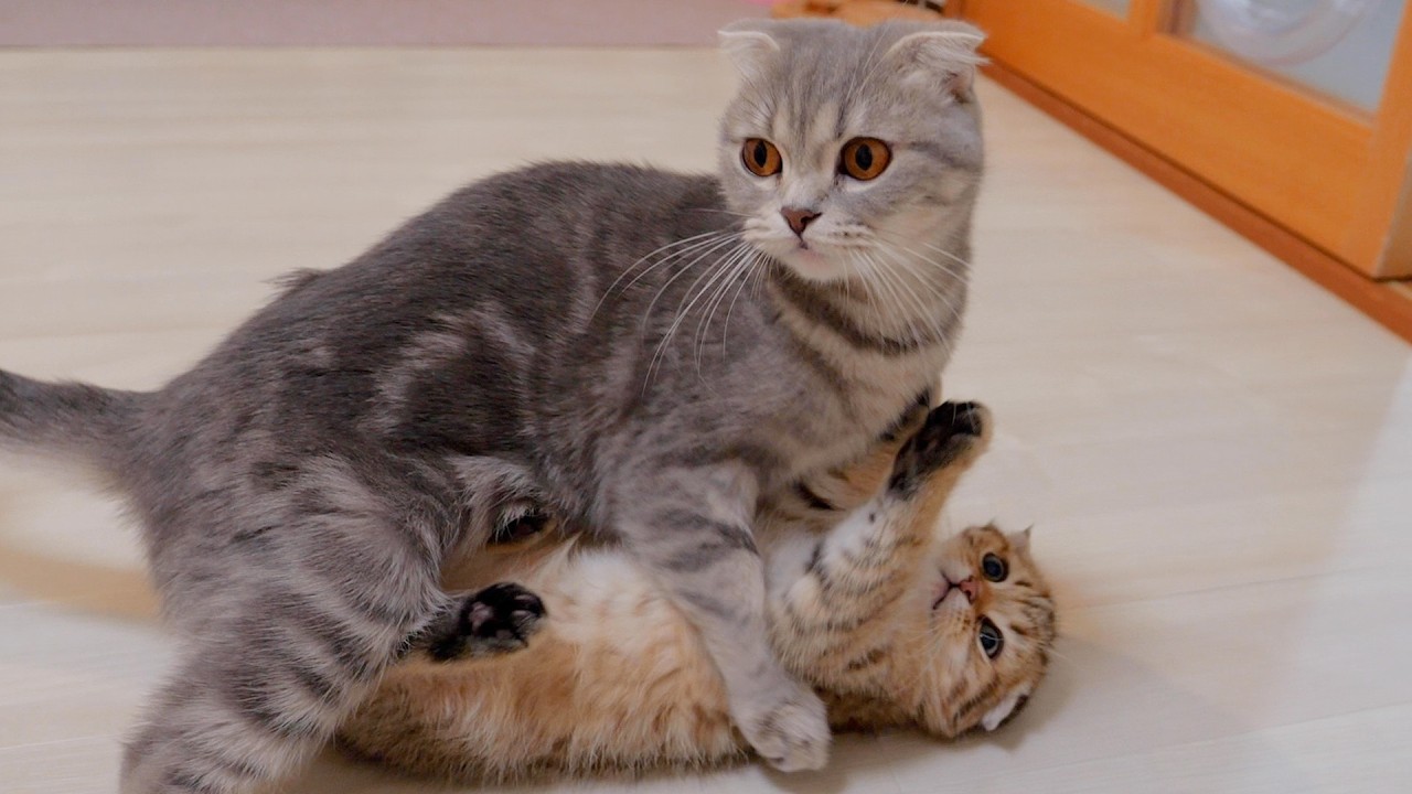 This is a kitten that is loved by its mother even on the morning of surgery!
