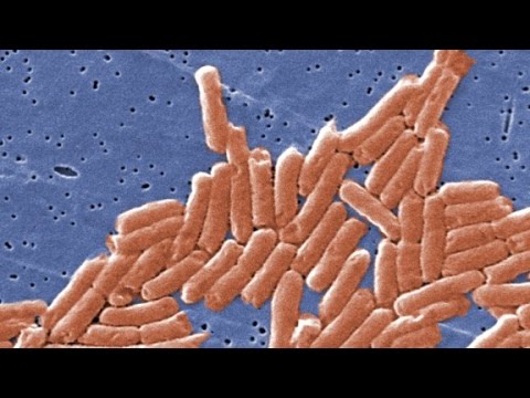 How do you prevent salmonella?