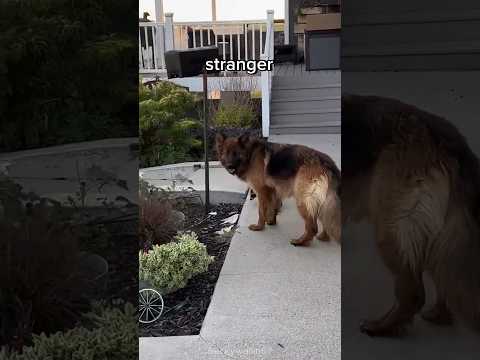 This dog surprises his owner again 🥺 #shorts