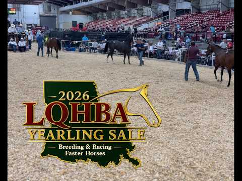 LQHBA Yearling Sale Day 2 Video Recap Highlights Top Sellers in Kinder
