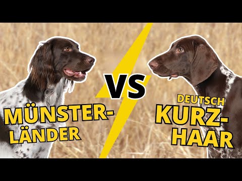 Münsterländer vs. Deutsch Kurzhaar: Das exklusive Jagdhunde Duell!