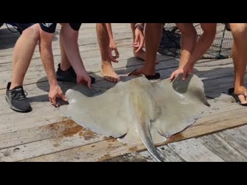 Massive stingray caught off pier in NC