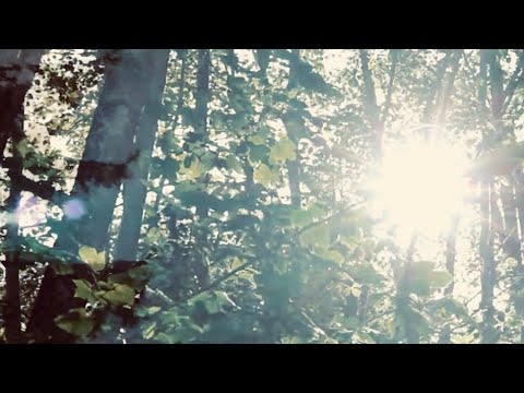 Video thumbnail for Watching Trees On A Lazy Sunny Morning