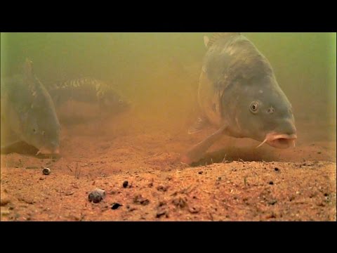 download lagu mp3 mp4 How Long Do Carp Live, download lagu How Long Do Carp Live gratis, unduh video klip How Long Do Carp Live