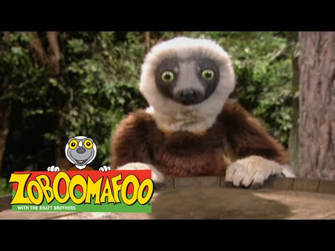 Zoboomafoo 223 - Grow, Zoboo, Grow (Full Episode)