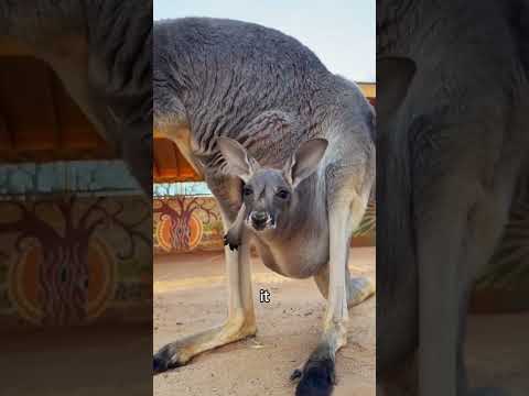 Jellybean-Sized Baby #kangaroo #animalfacts  #animals