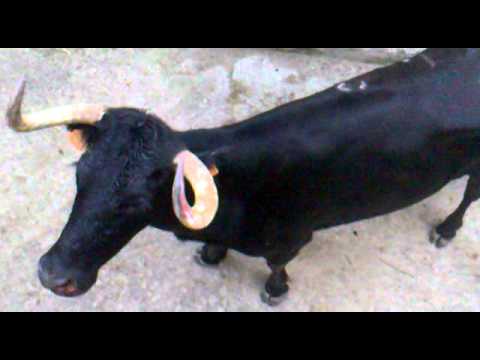 Etrada de los cabestros y las vacas a los corrales en villarramiel