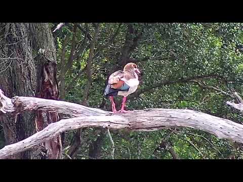 Djuma: Egyptian Goose - 07:16 - 01/27/21