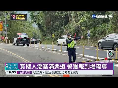 嘉義彌陀禪寺櫻花滿開 車流塞一公里