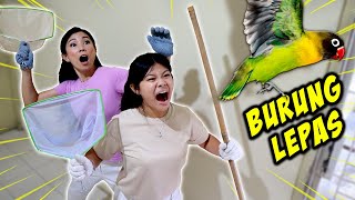 Download lagu CATCHING A RELEASED BIRD, IT FLYED HOME!! Funny Drama Vlog | CnX Adventurers mp3