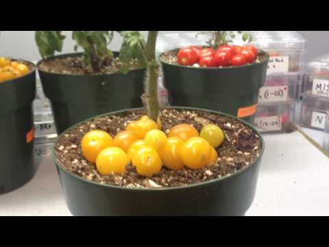 , title : '6 inch Tomato Plant Dwarf Yellow Canary WOW!!'