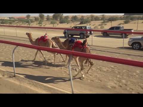 AL KHAZNA CAMEL RACE ON 03-02-2018 LAP=2