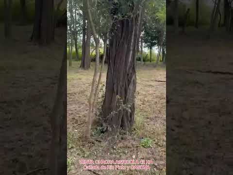 CHACRA AGRÍCOLA 42 HA EN CAÑADA DE RÍO PINTO Y CASONA