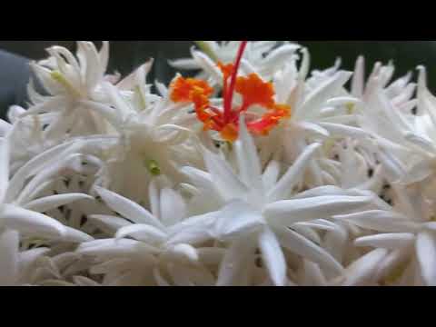 Today's Garden Flowers#Garden#Flowers#